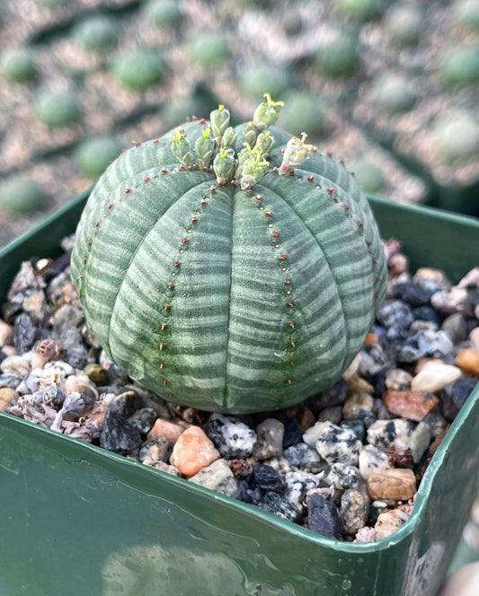 Euphorbia Obesa| Rare Plant | Live Plant | Live Cactus