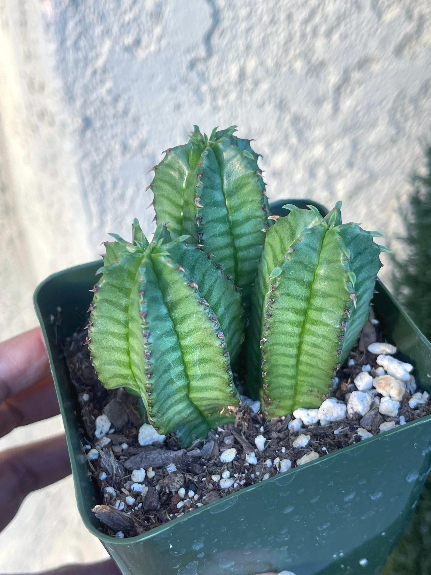 Tanzania Zipper Euphorbia Anoplia | Cactus with Pups | Rare Cactus