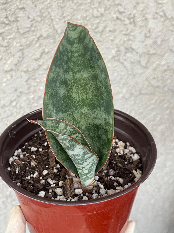 Sansevieria Whale Fin | Sansevieria Masoniana | Snake Plant | Live Plant