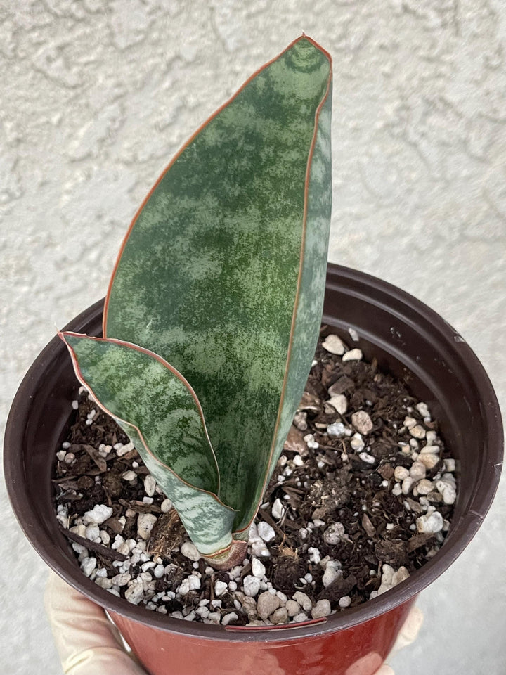 Sansevieria Whale Fin | Sansevieria Masoniana | Snake Plant | Live Plant