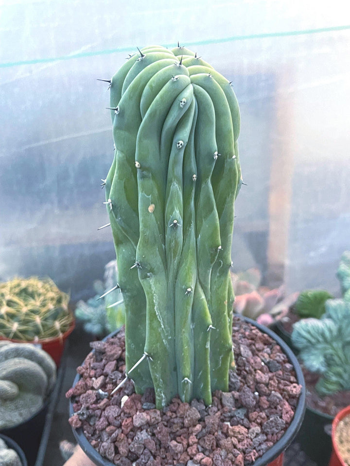 Crested Myrtillocactus Geometrizans | Crested Blue Myrtle Cactus | Blue Candle