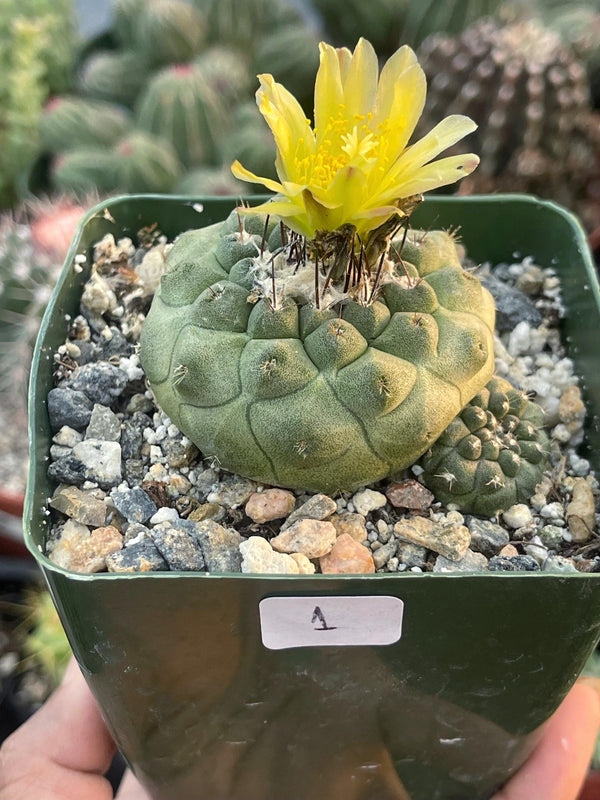 Copiapoa Hypogaea with pups | Live Cactus