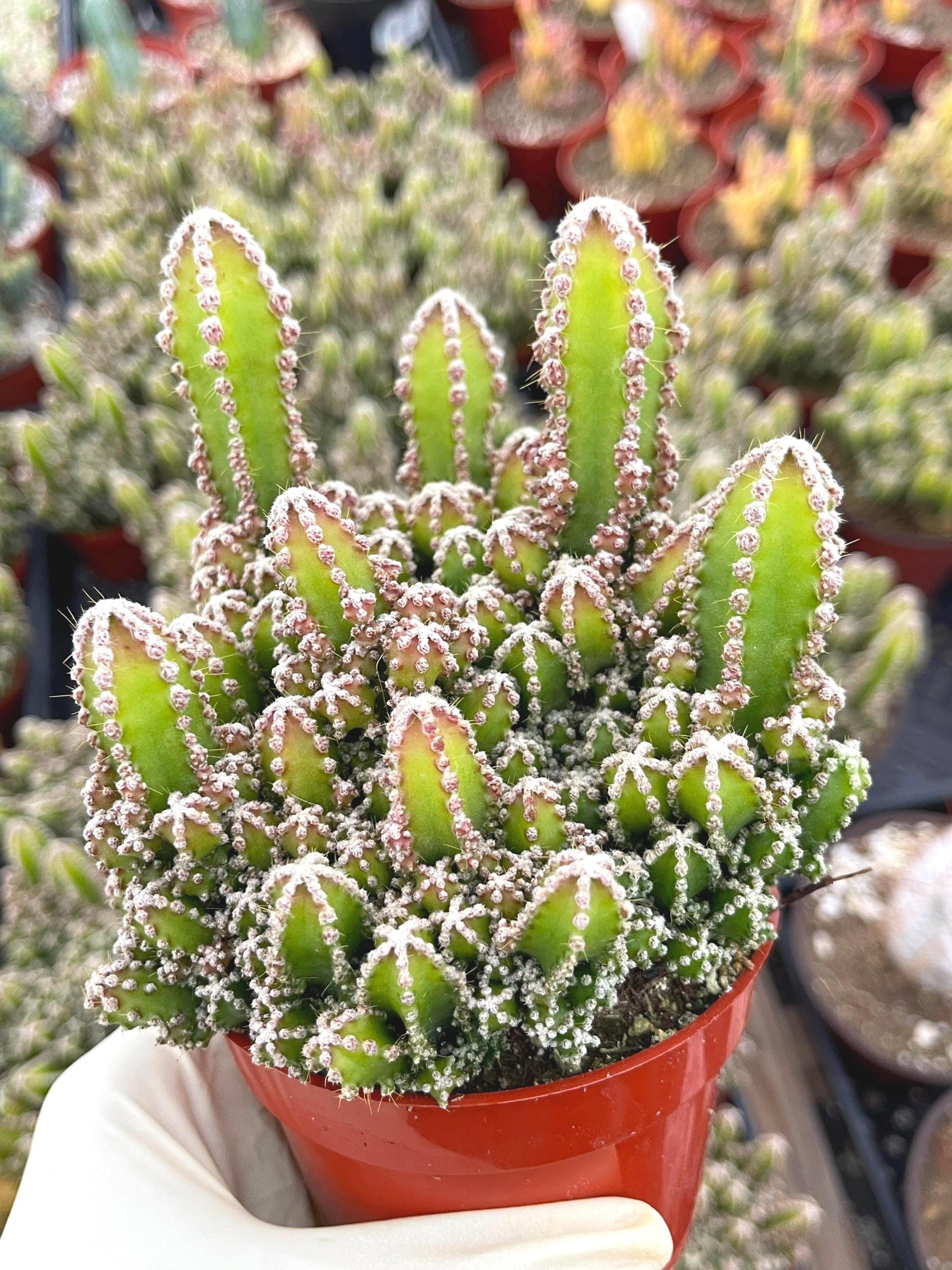 Fairy Castle Cactus | Fairytale Castle | Live Plant