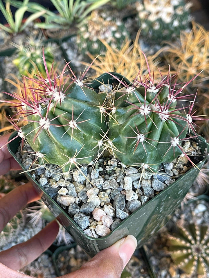 Ferocactus gracilis coloratus | Red Barrel Cactus | Rare Cactus | Live Plant