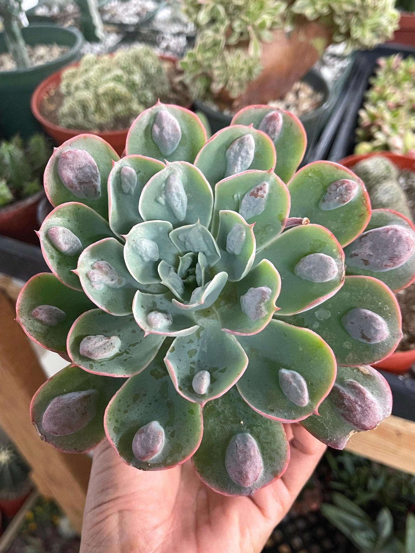 Echeveria Raindrops | Echeveria succulent | Live Plant