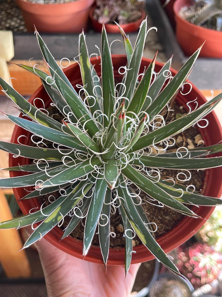 Variegated Agave Leopoldii | Live Plant | Live Agave