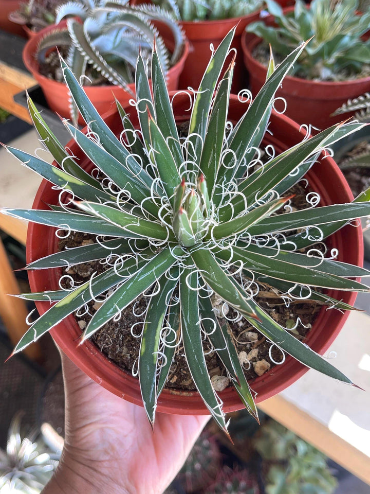 Variegated Agave Leopoldii | Live Plant | Live Agave