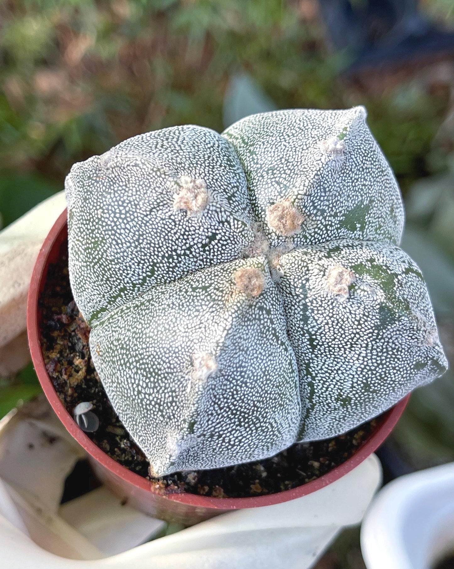 Astrophytum | Bishop Cap cactus | 5 ribbed | Live Plant