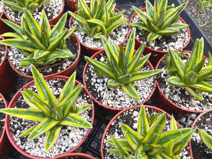 Variegated Agave Victoria | Rare Agave