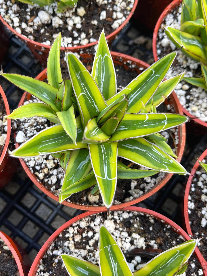 Variegated Agave Victoria | Rare Agave