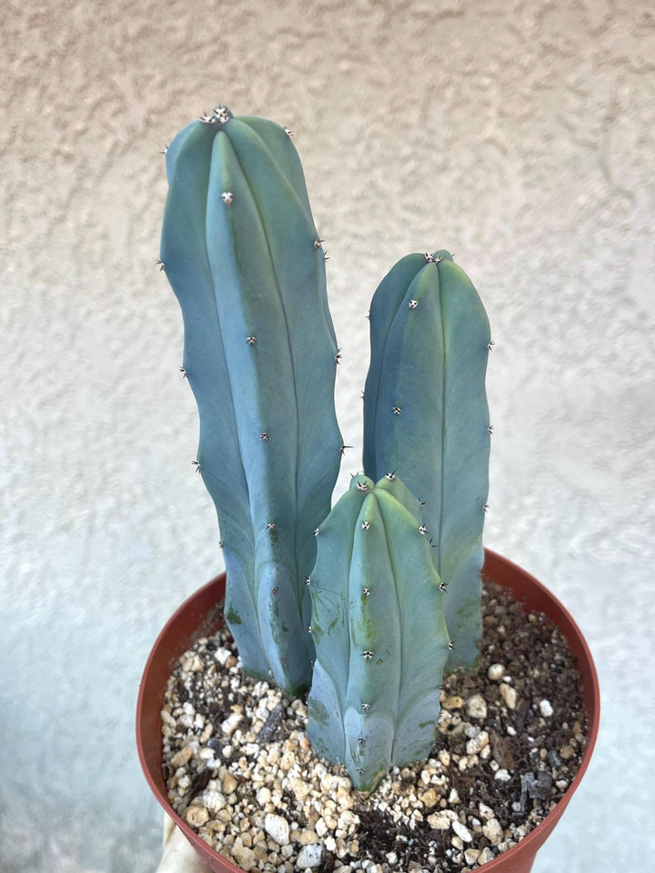 Blue Myrtle Blue Cactus with arms | Blue Candle | Live Cactus