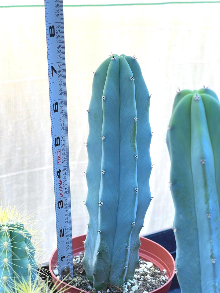 Myrtle Blue Cactus | Blue Candle | Live Cactus