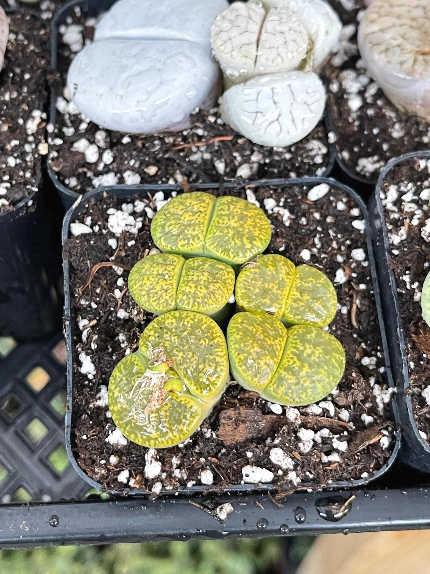 Lithops Living Stone succulent | Live Plant