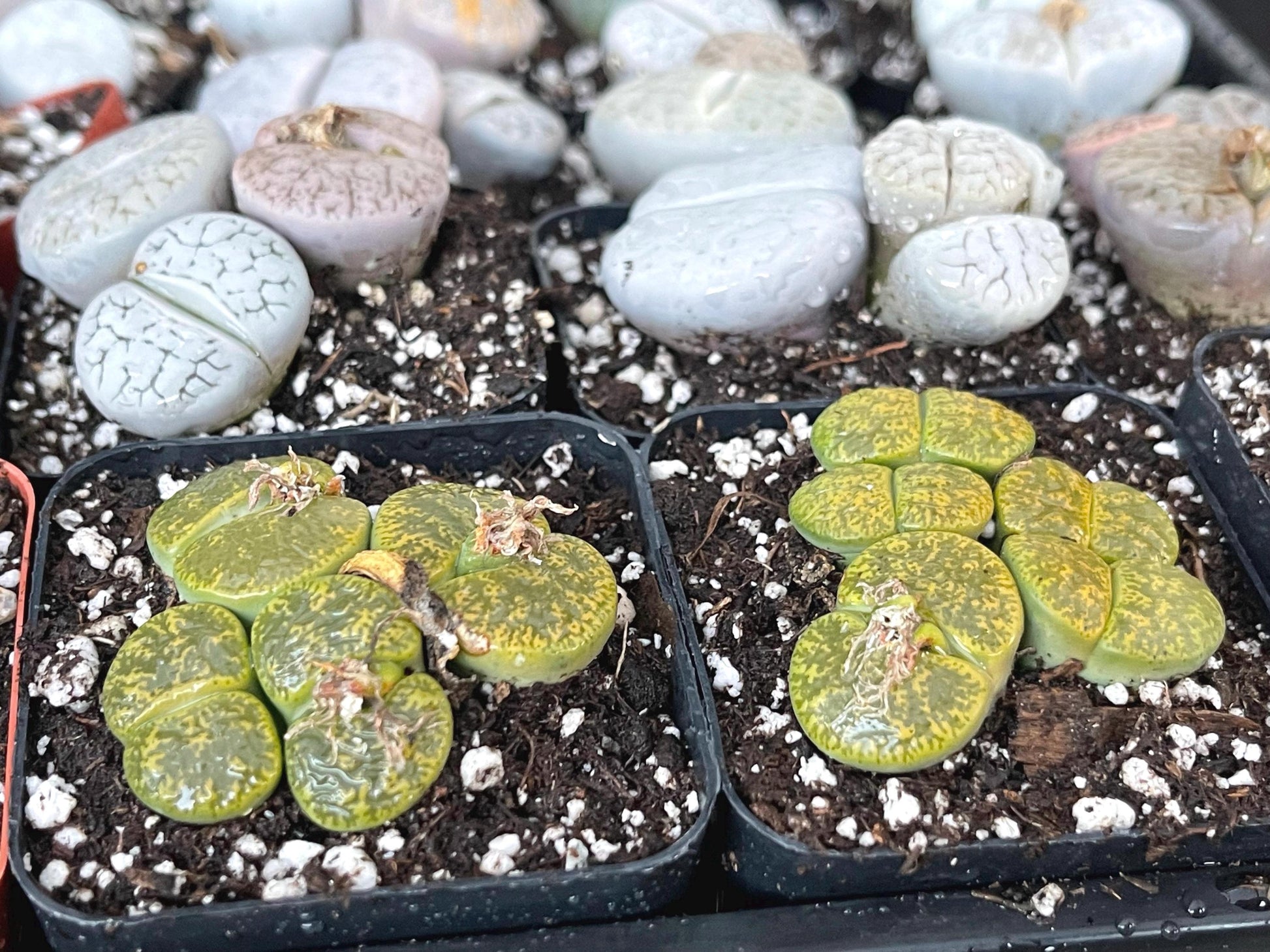 Lithops Living Stone succulent | Live Plant