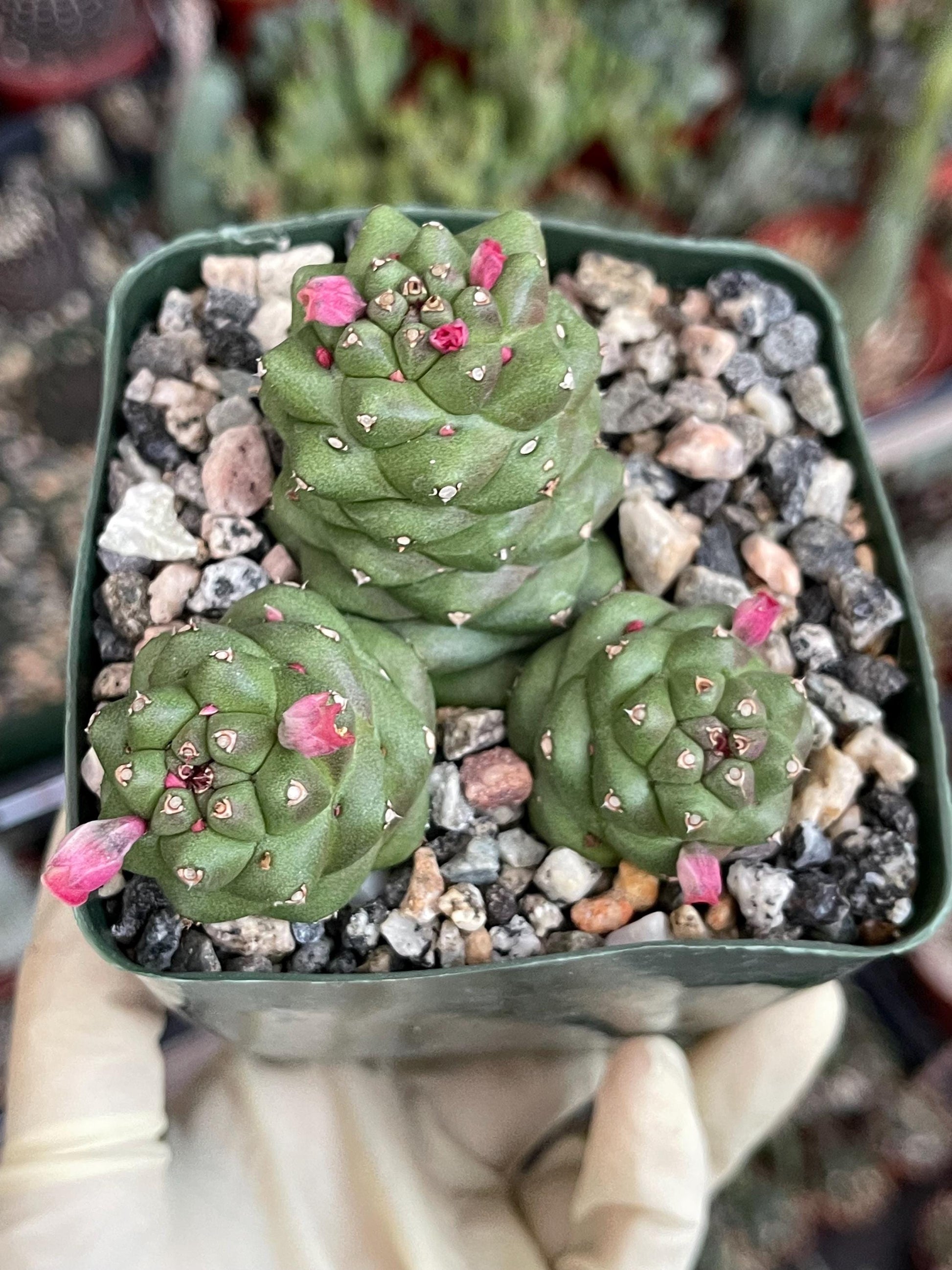 Monadenium Ritchei | Rare Item | Live Succulent