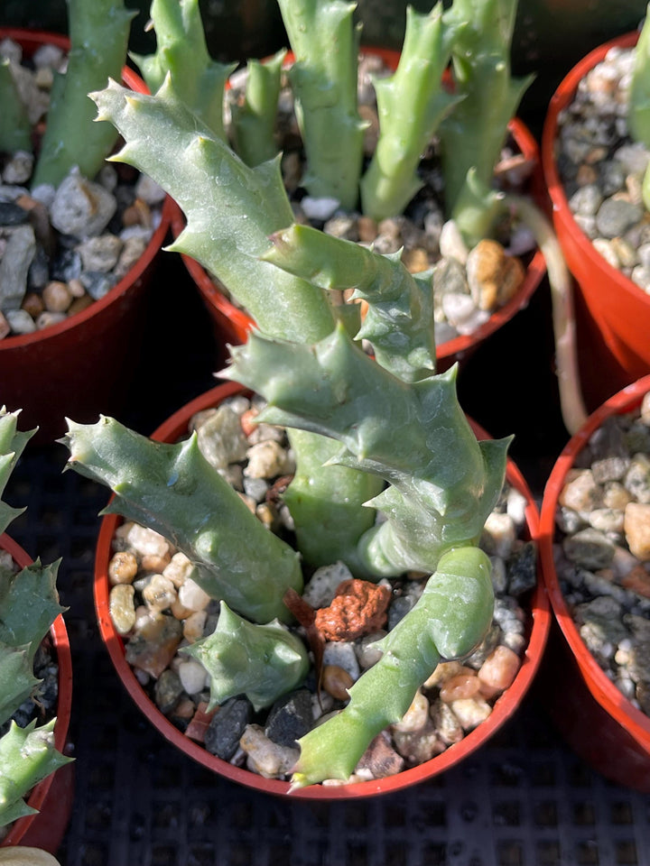 Golden Stapelia Orbea | Starfish Flower | Life Saver | Live Plant