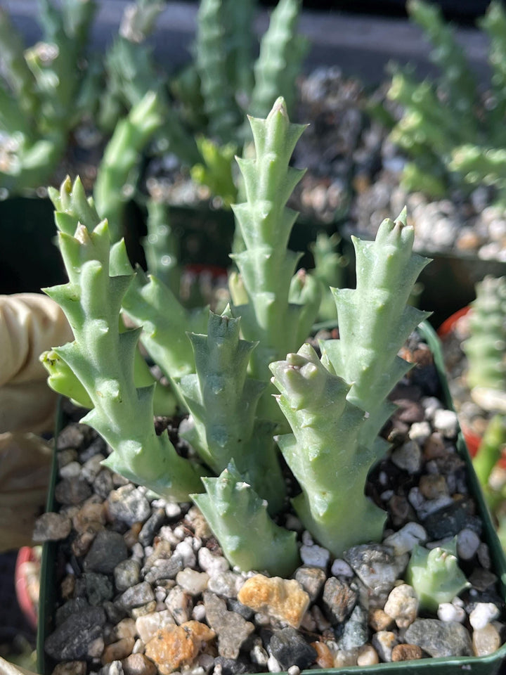 Golden Stapelia Orbea | Starfish Flower | Life Saver | Live Plant