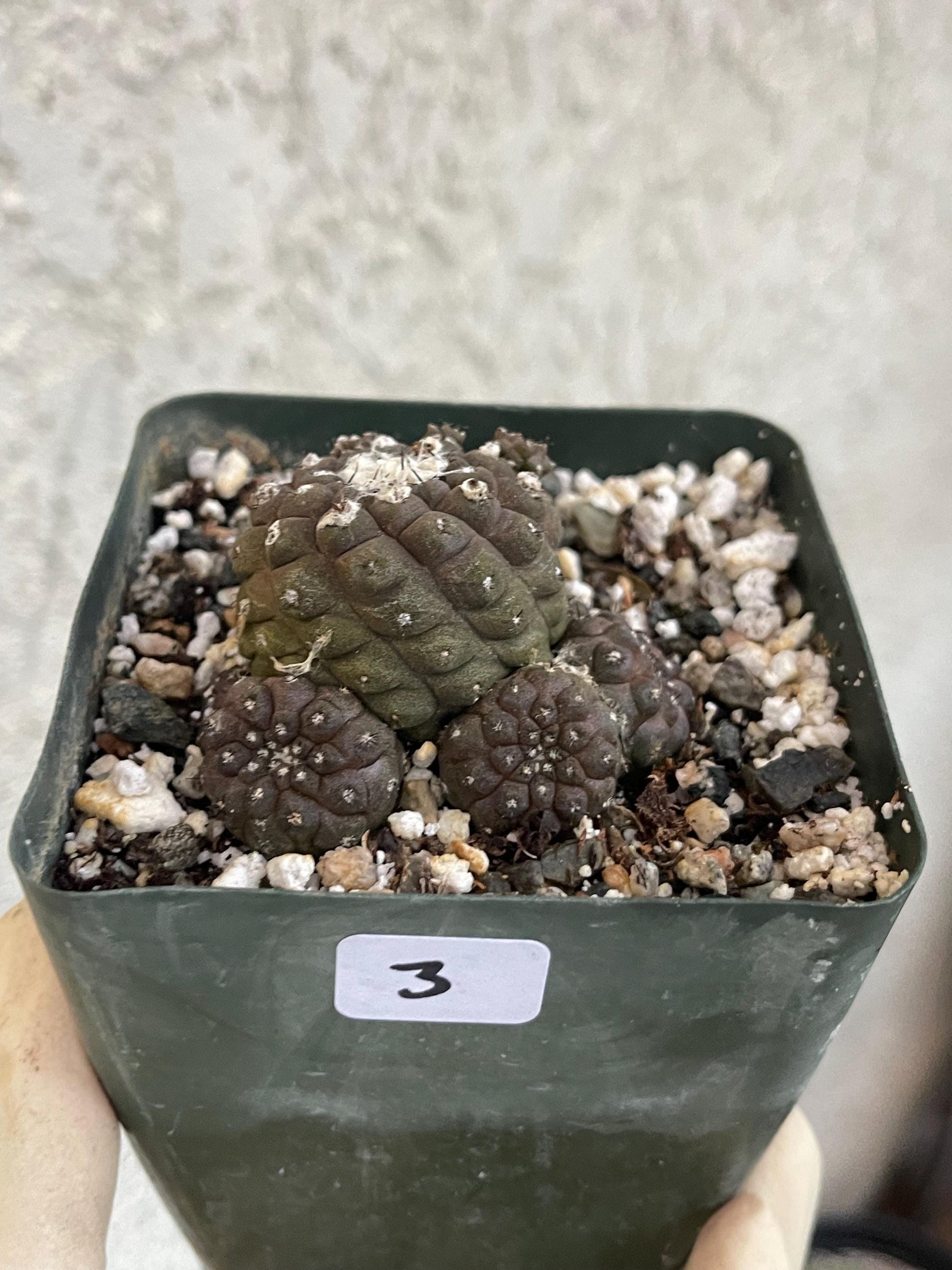 Dark Tone Copiapoa Hypogaea with pups | Live Cactus