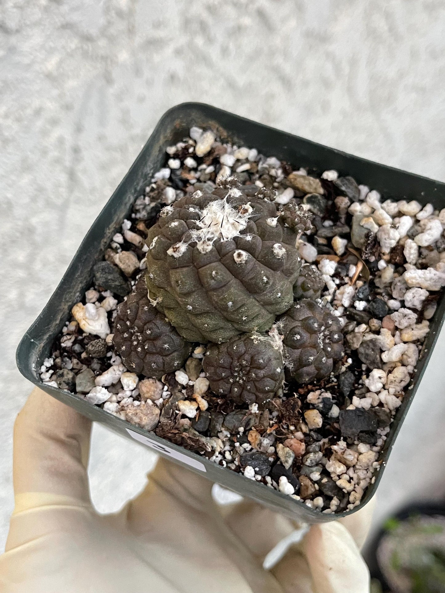 Dark Tone Copiapoa Hypogaea with pups | Live Cactus