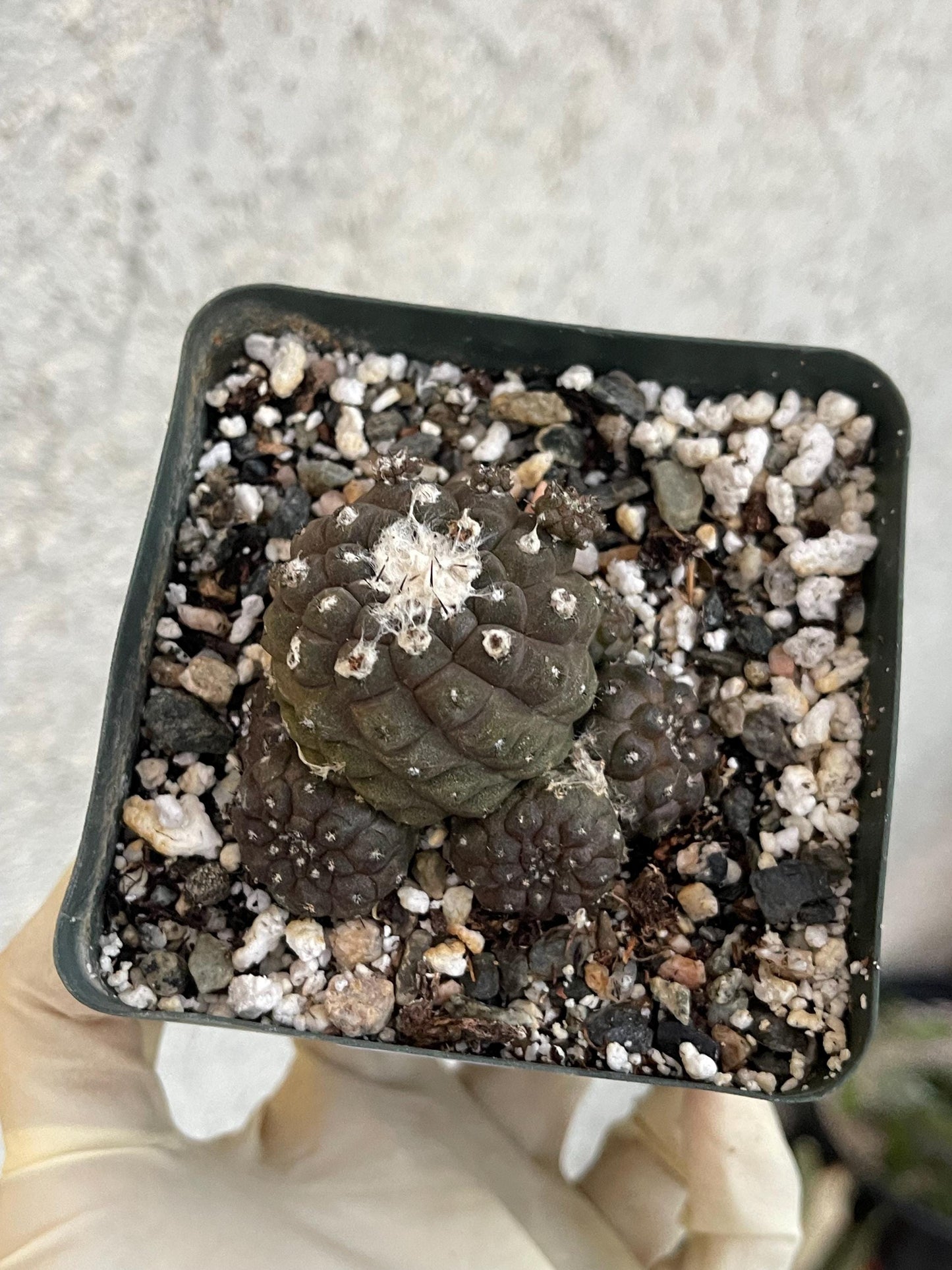 Dark Tone Copiapoa Hypogaea with pups | Live Cactus