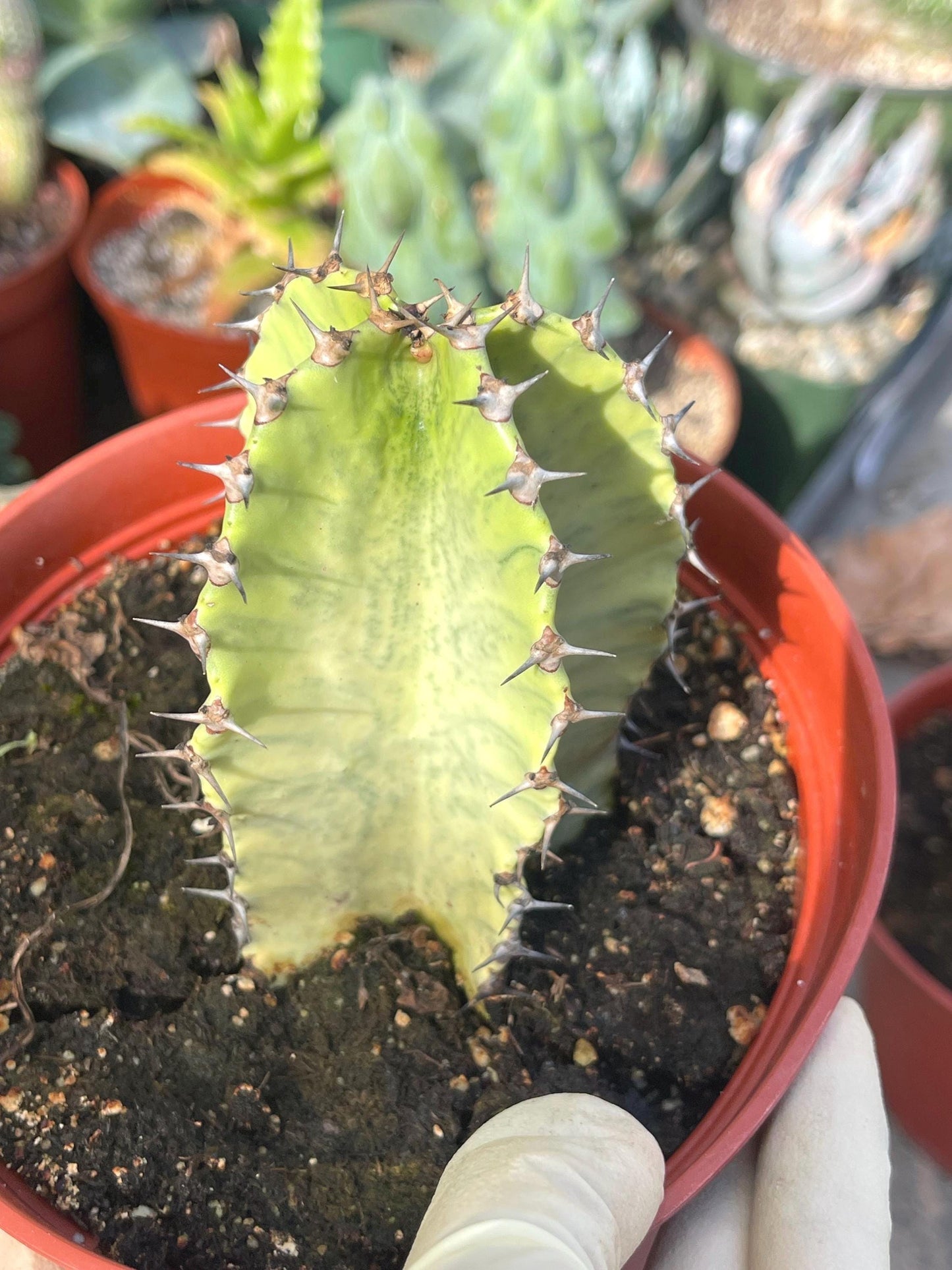 Euphobia Ammak | African Candelabra Euphorbia | Live Cactus