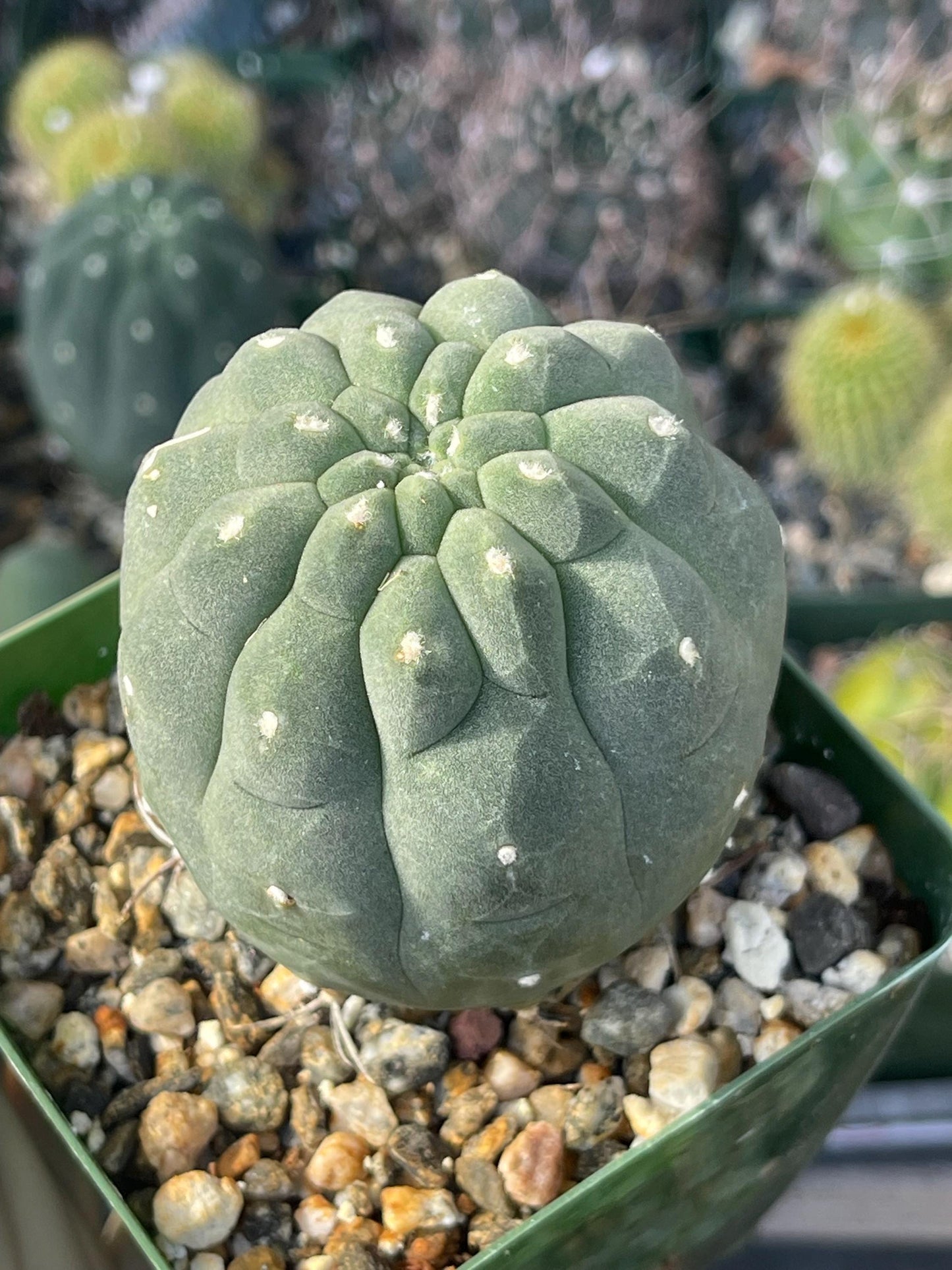 Submatucana madisonforume Albiflora | Live Cactus | Live Plant