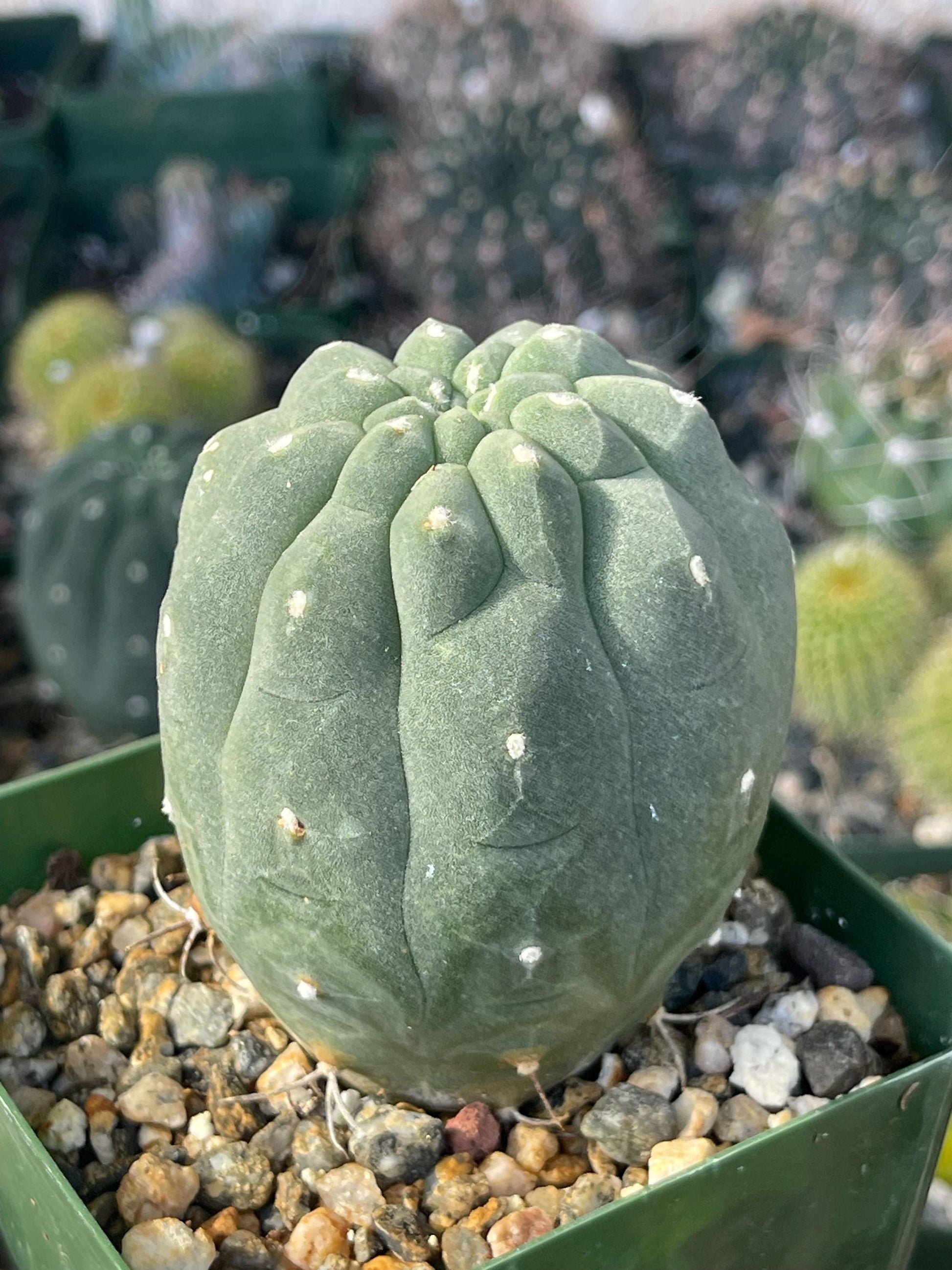 Submatucana madisonforume Albiflora | Live Cactus | Live Plant