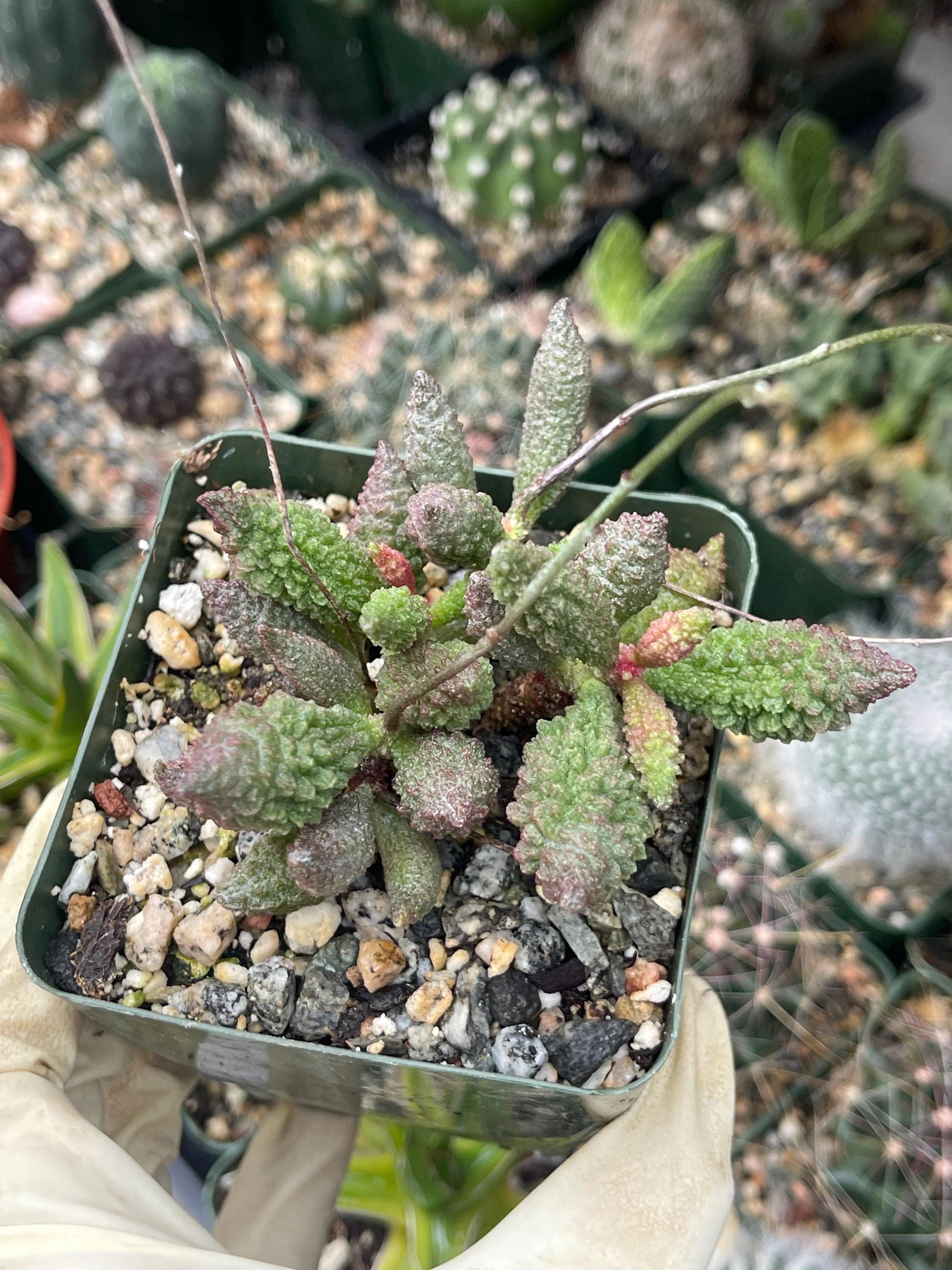 Adromischus herrei | Adromischus Marianae Herrei | Rare Succulents | Live Succulent