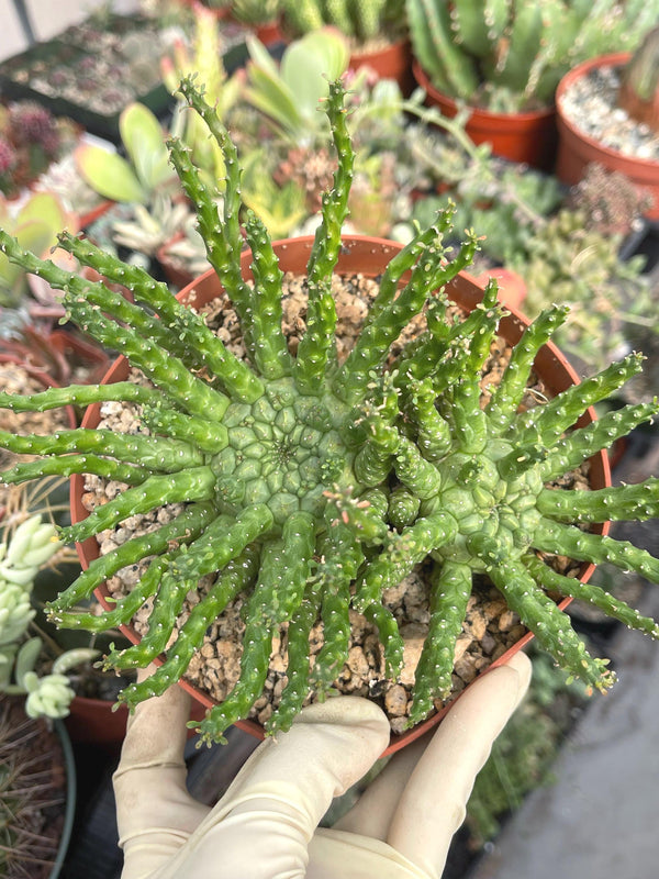 Triple Euphorbia Colliculina | Euphorbia Medusa | Live Plant | Rare Plant