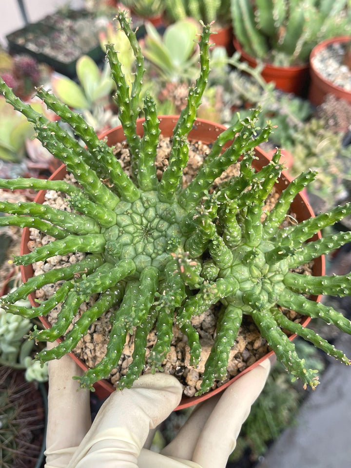 Triple Euphorbia Colliculina | Euphorbia Medusa | Live Plant | Rare Plant