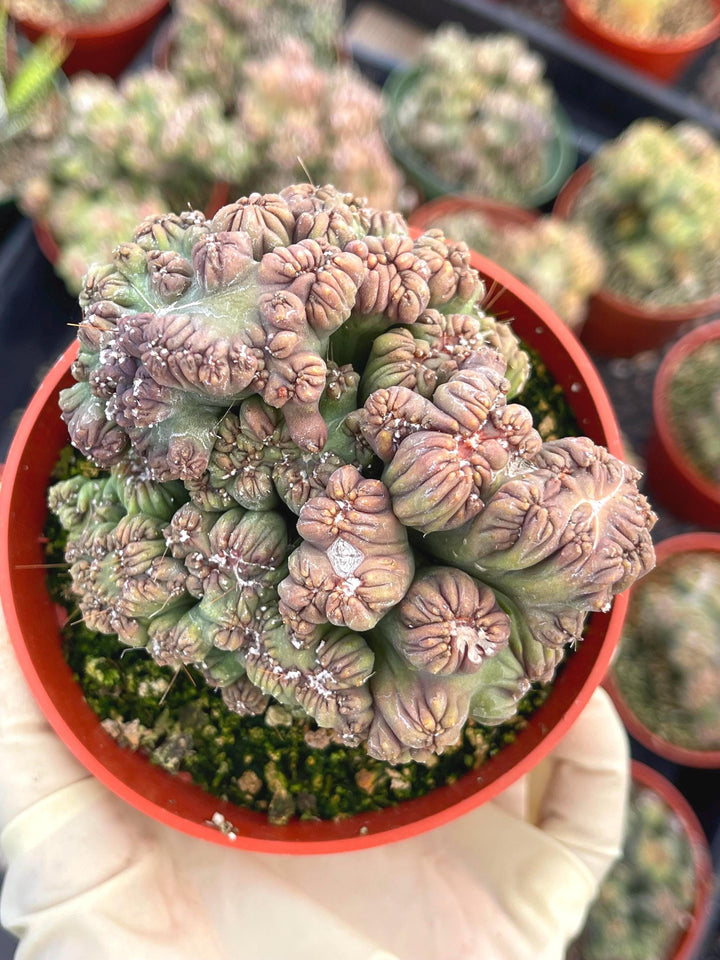 succulents box cereus ming thing cereus forbesii monstrose Ming Thing Cactus | Cereus Forbesii Monstrose | Monstrose Cactus