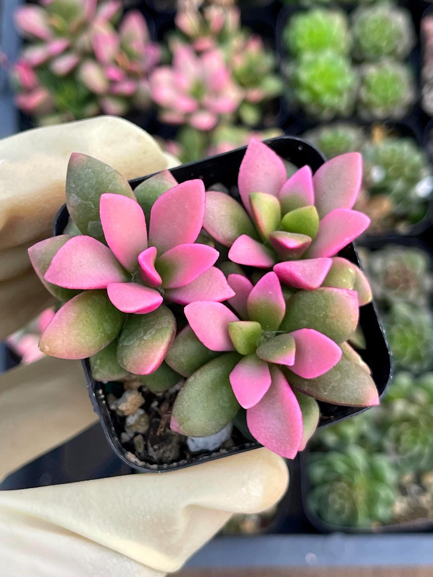 Anacampseros Telephiastrum | Sunrise Succulent