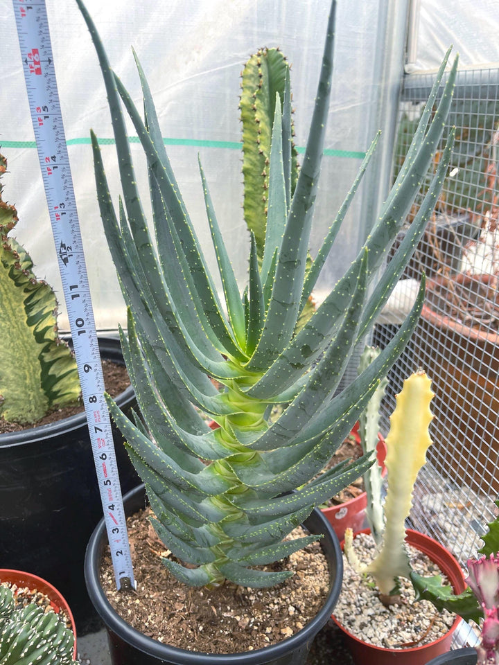 Aloe Dichotoma | Live Succulent | Live Plant