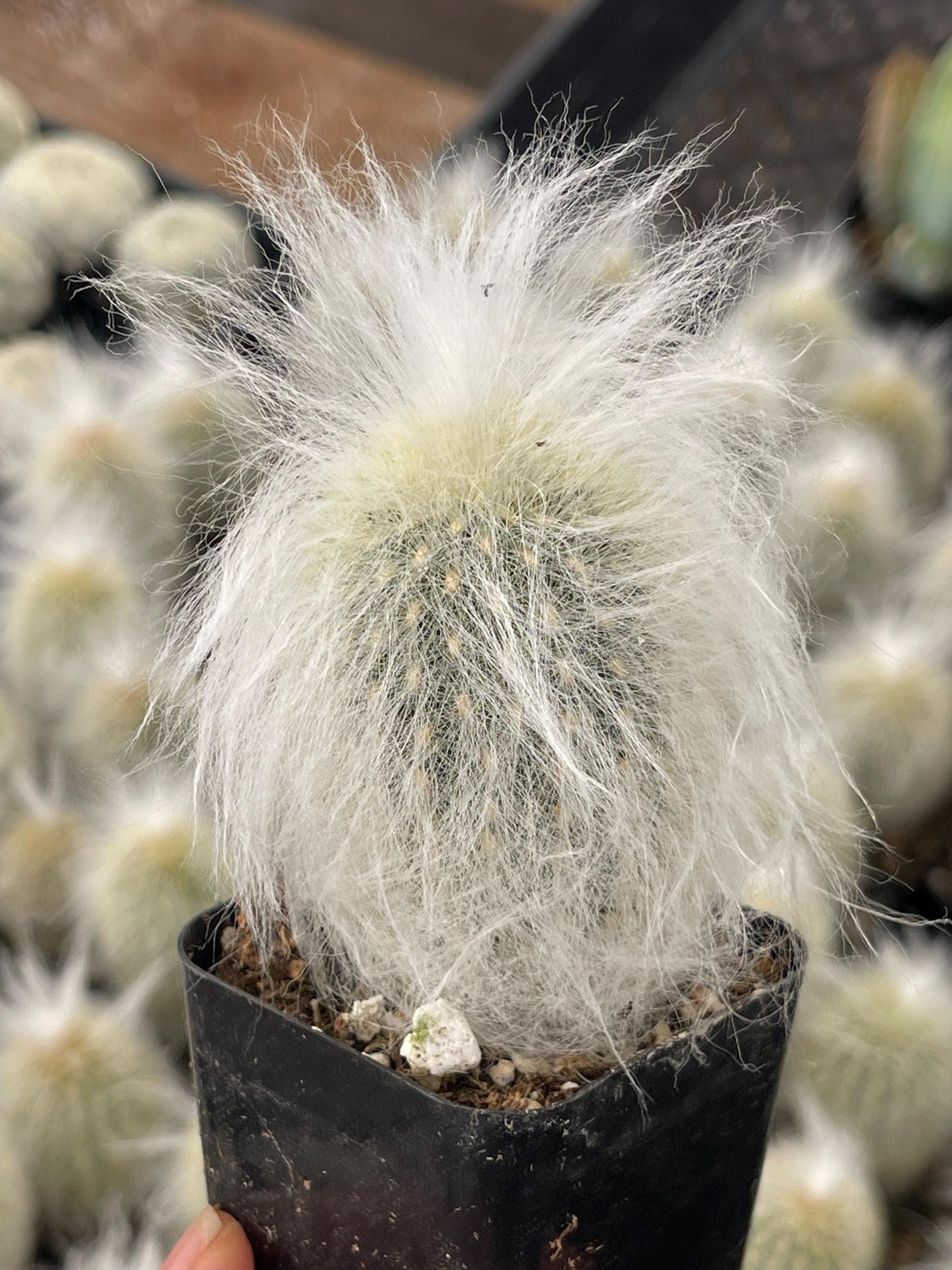 Old Man Cactus | Live Cactus
