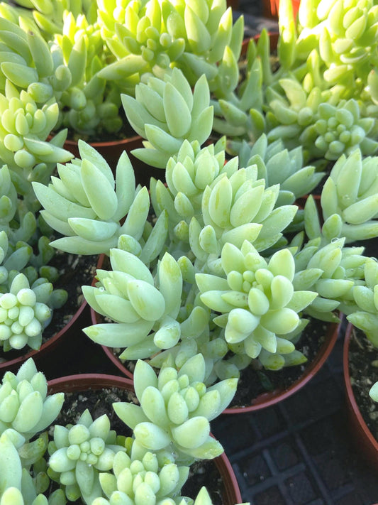 Donkey Tail | Sedum Morganianum | Live Plant