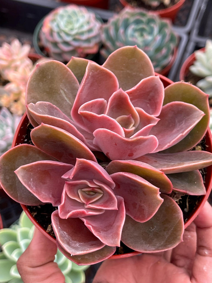 4” Echeveria Fireglow | Rare Succulent | Live Plant