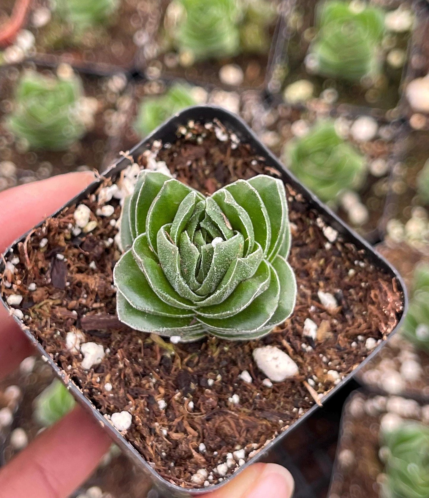 Crassula Buddha Temple | Rare Succulent