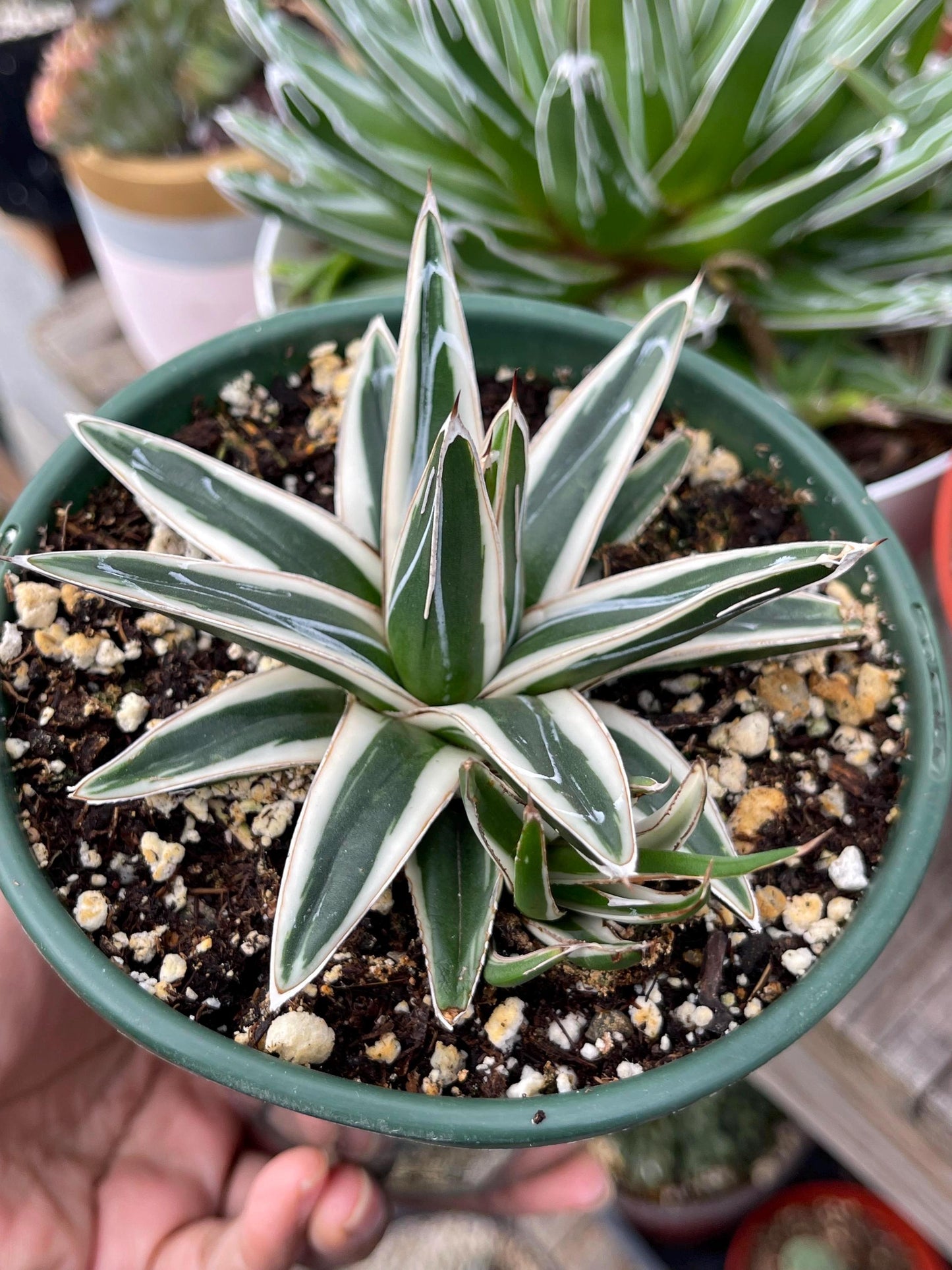 Agave White Rhino w/pup | Live Plant | Live Agave