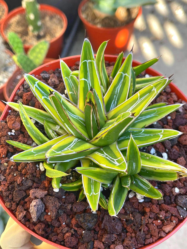 Variegated Agave Victoria | Rare Agave