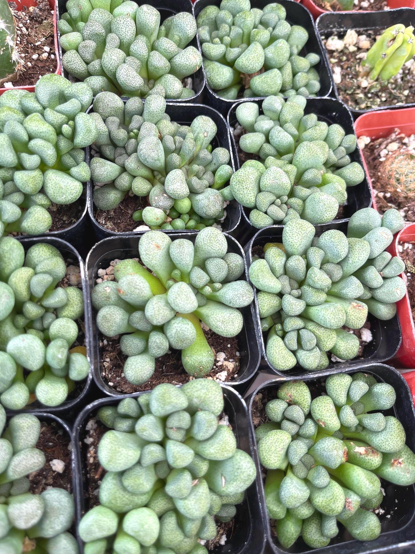 Aloinopsis schooneesii | Living Stone | Liveplants | Rare Plant