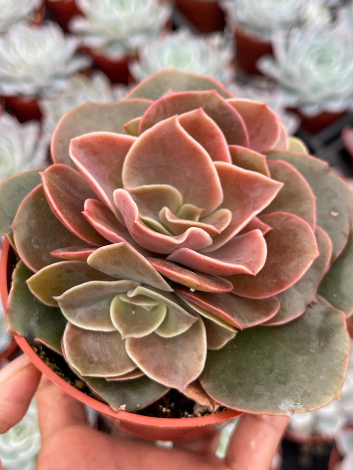 4” Echeveria Fireglow | Rare Succulent | Live Plant