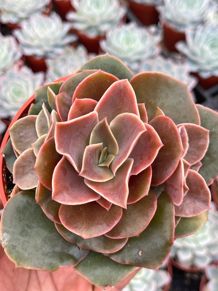 4” Echeveria Fireglow | Rare Succulent | Live Plant