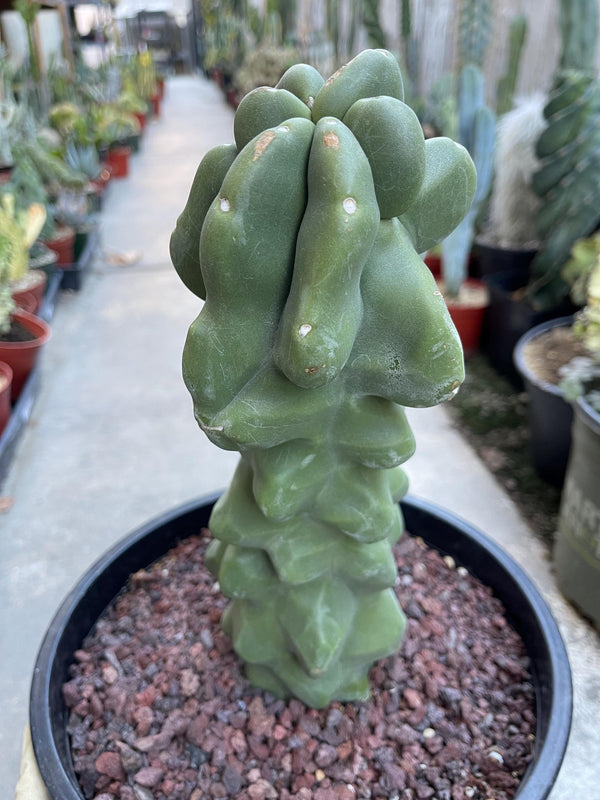 Bumpy Totem Pole Cactus | Live Cactus | Live Plant