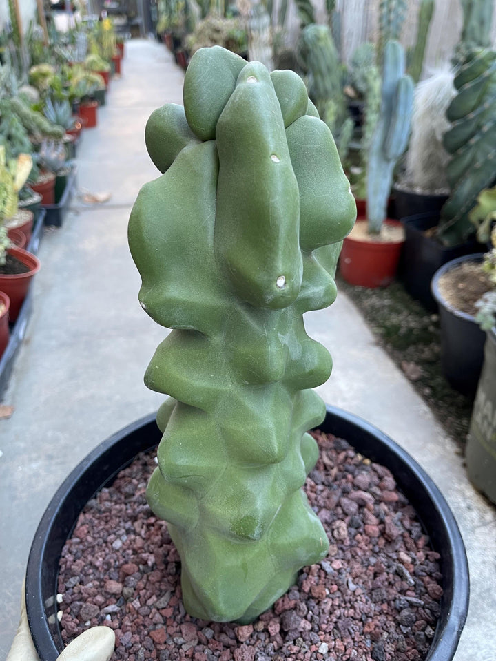 Bumpy Totem Pole Cactus | Live Cactus | Live Plant