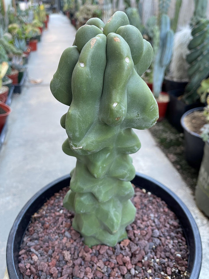 Bumpy Totem Pole Cactus | Live Cactus | Live Plant