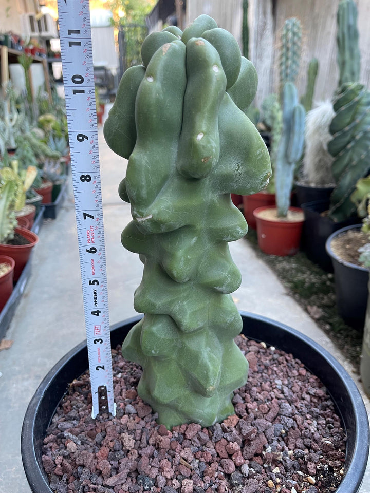 Bumpy Totem Pole Cactus | Live Cactus | Live Plant