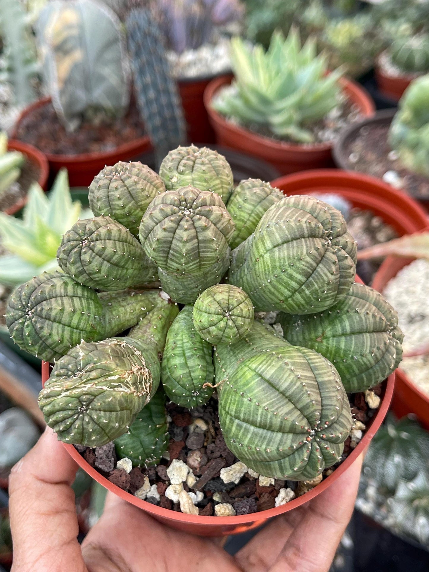 Euphorbia Obesa | Baseball Cactus | Live Cactus