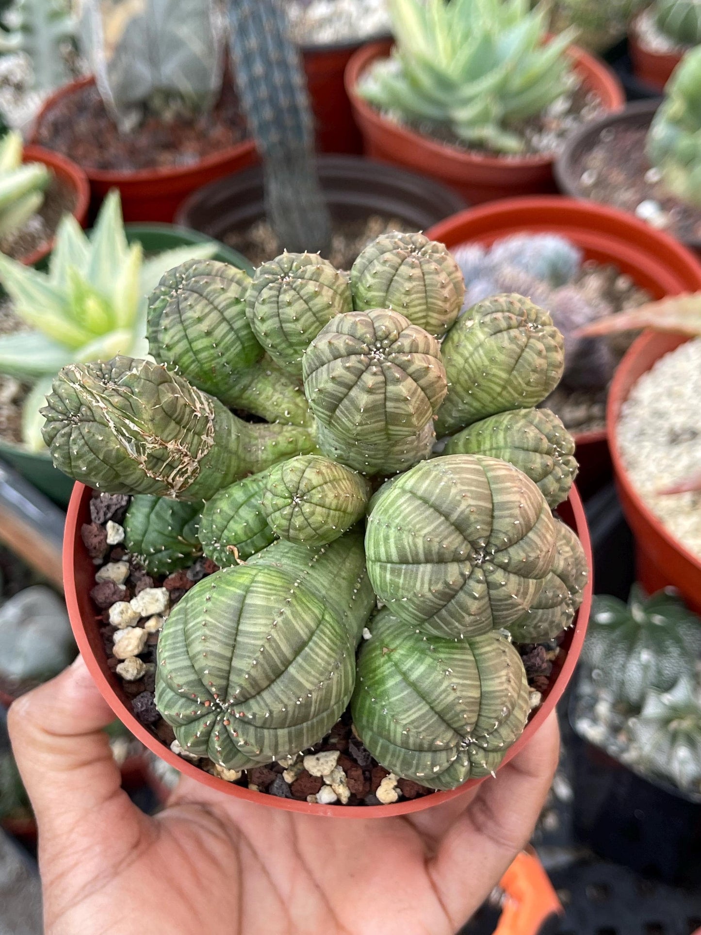 Euphorbia Obesa | Baseball Cactus | Live Cactus