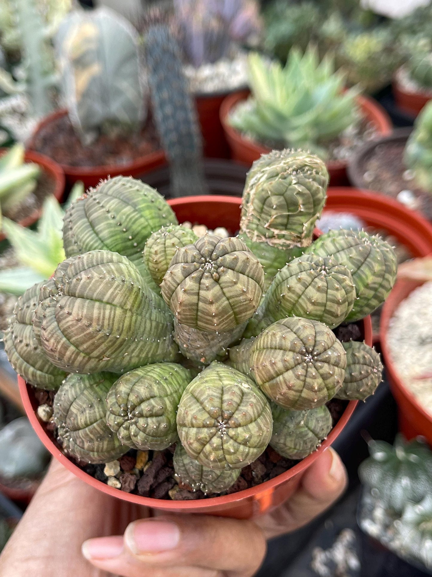 Euphorbia Obesa | Baseball Cactus | Live Cactus