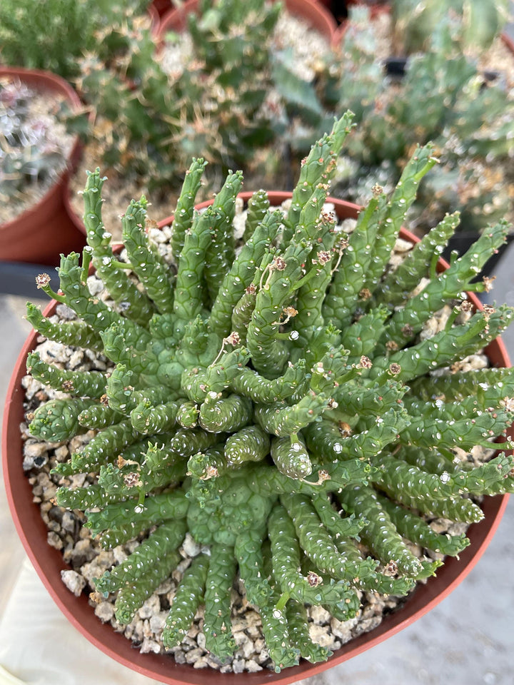 Triple Euphorbia Colliculina | Euphorbia Medusa | Live Plant | Rare Plant